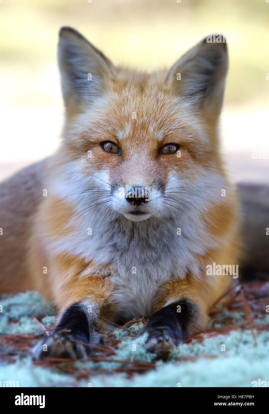 Red fox (Vulpes vulpes) in Algonquin Park, Canada Stock Photo Alamy