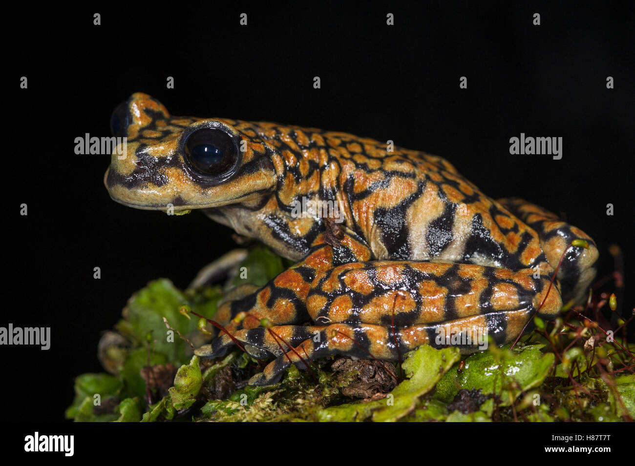Stream Tree Frog Prince Charles Stream Tree Frog (Hyloscirtus princecharlesi), new ...
