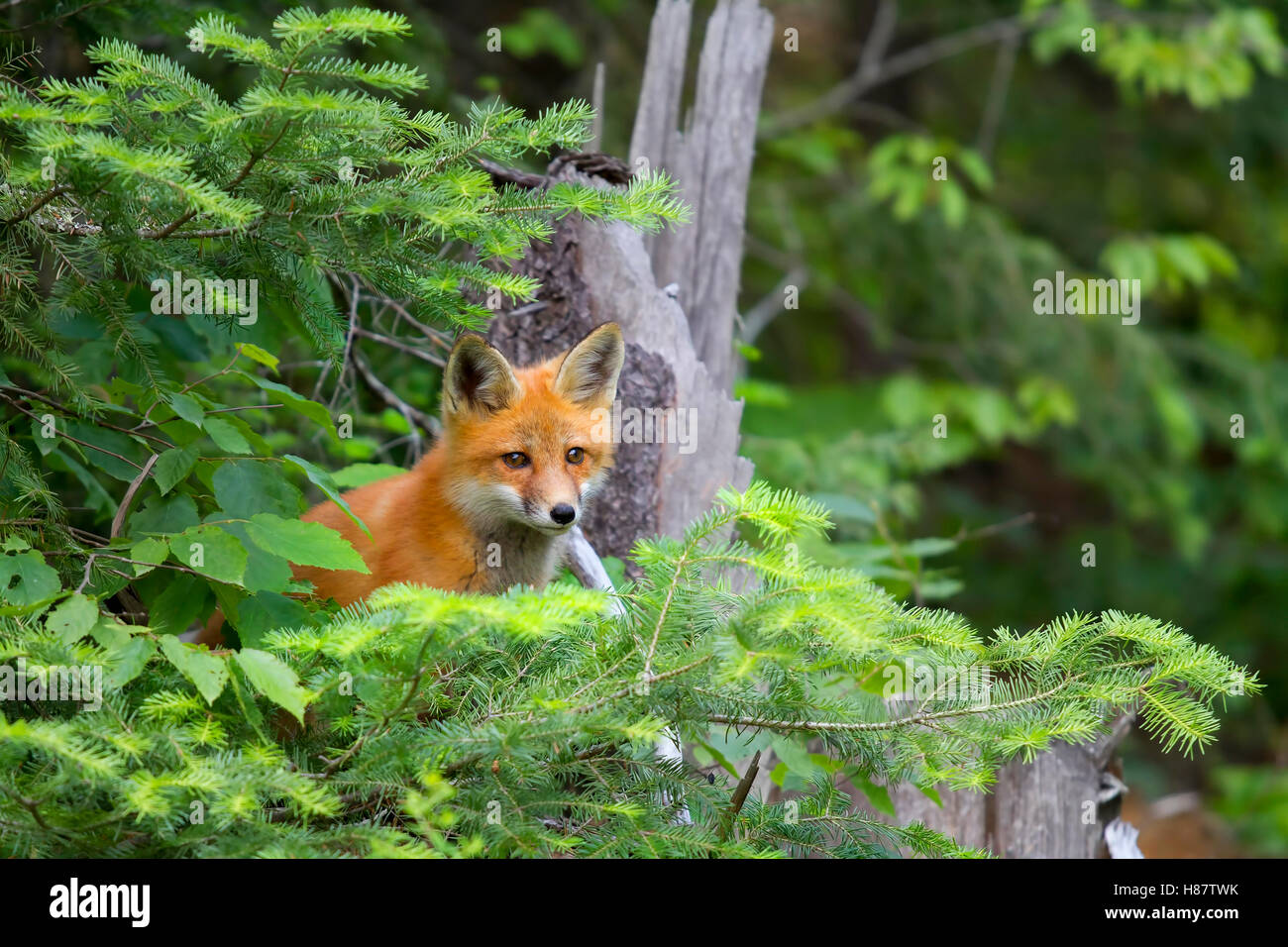 Red fox (Vulpes vulpes) kit peeking out from the bushes in Algonquin ...
