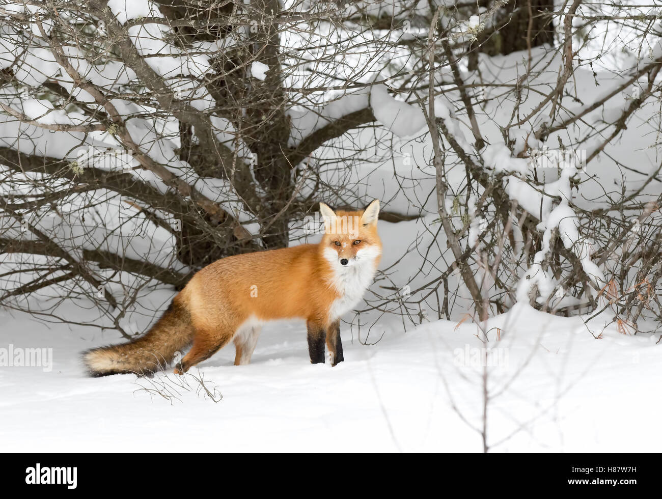 Red fox (Vulpes vulpes) in the winter snow in Algonquin Park in Canada ...