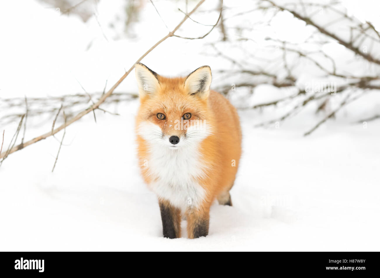 Red fox (Vulpes vulpes) in the winter snow in Algonquin Park in Canada ...