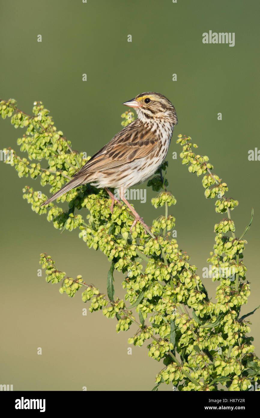 Savannah Sparrow (Passerculus sandwichensis), Maine Stock Photo - Alamy