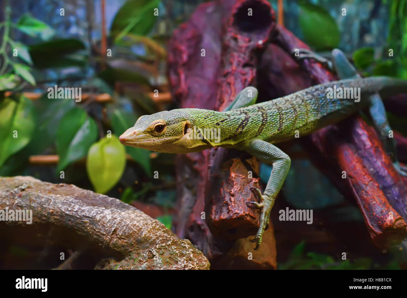 Green lizard in the terrarium. Stock Photo