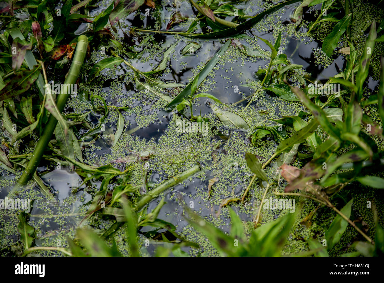 Moss green plants water hi-res stock photography and images - Alamy