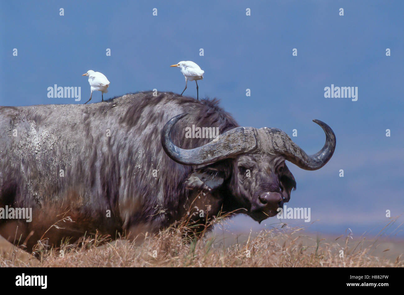 African buffalo (Syncerus caffer)  two Cattle Egrets (Bubulcus ibis) sitting on top, Ngorongoro Crater, Tanzania Stock Photo