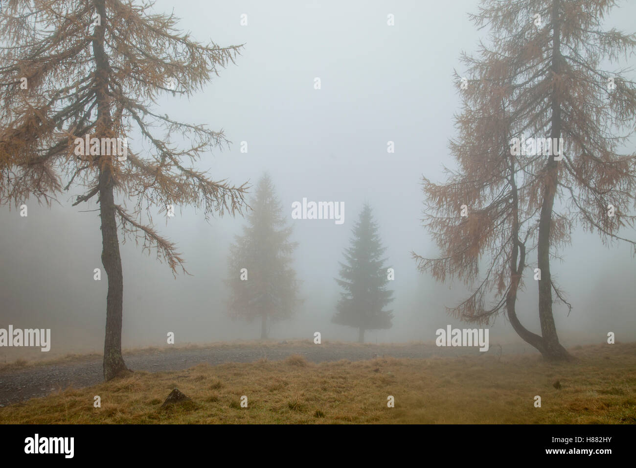 Foggy autumn morning in the Dolomites near Sauris di Sopra, Italy. Stock Photo
