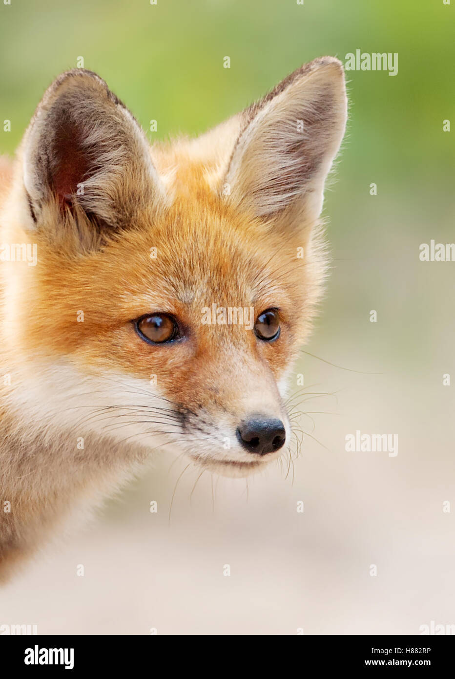 Red fox (Vulpes vulpes) kit closeup in Algonquin Park in Canada Stock ...