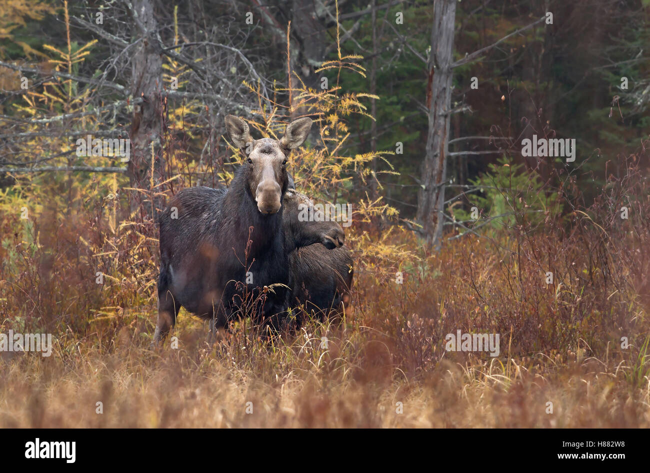 A cow moose and calf in a meadow in Algonquin Park in Canada Stock Photo