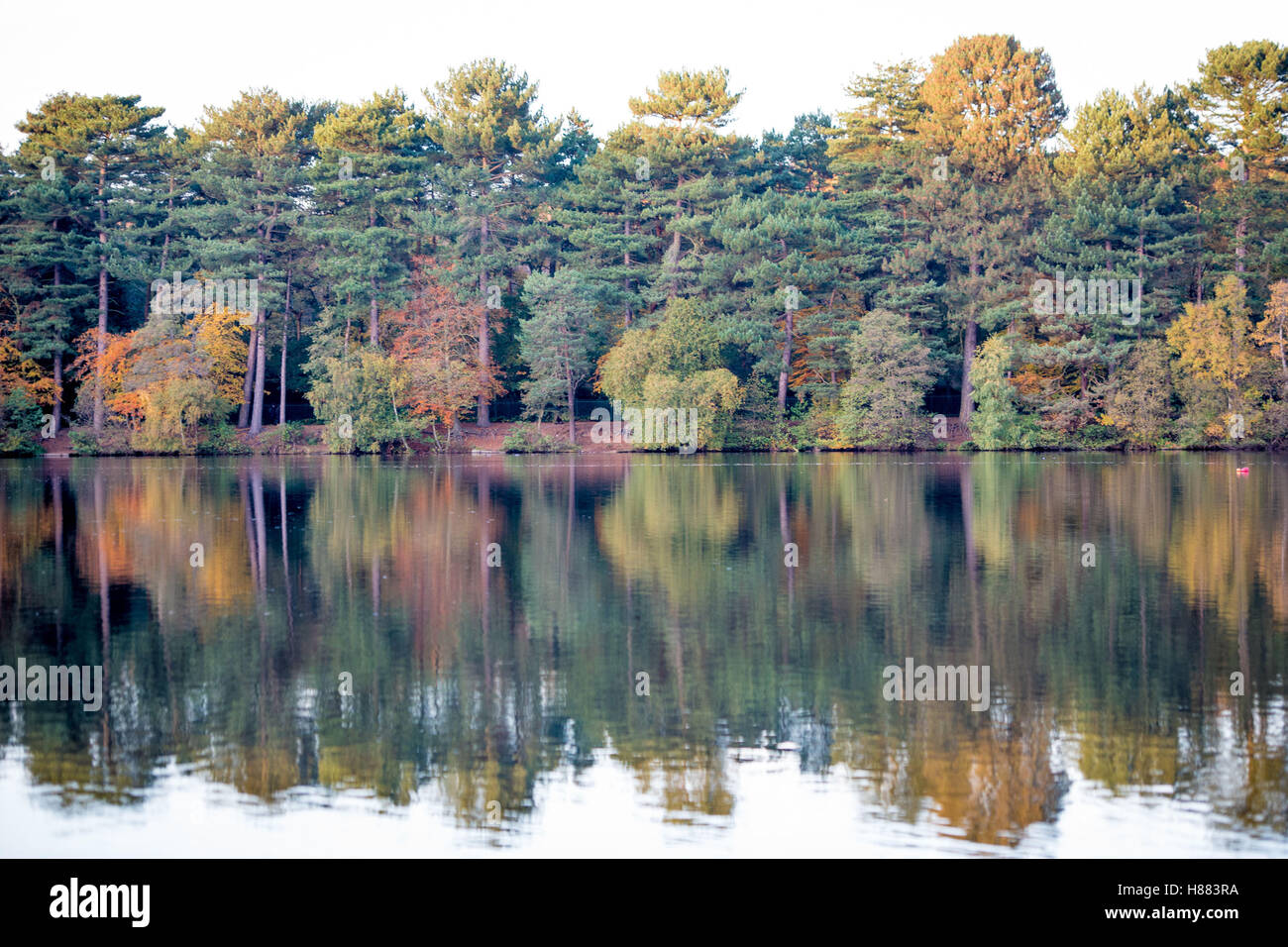 Autumn colours reflected in Blackroot Pool, Sutton Park, Sutton