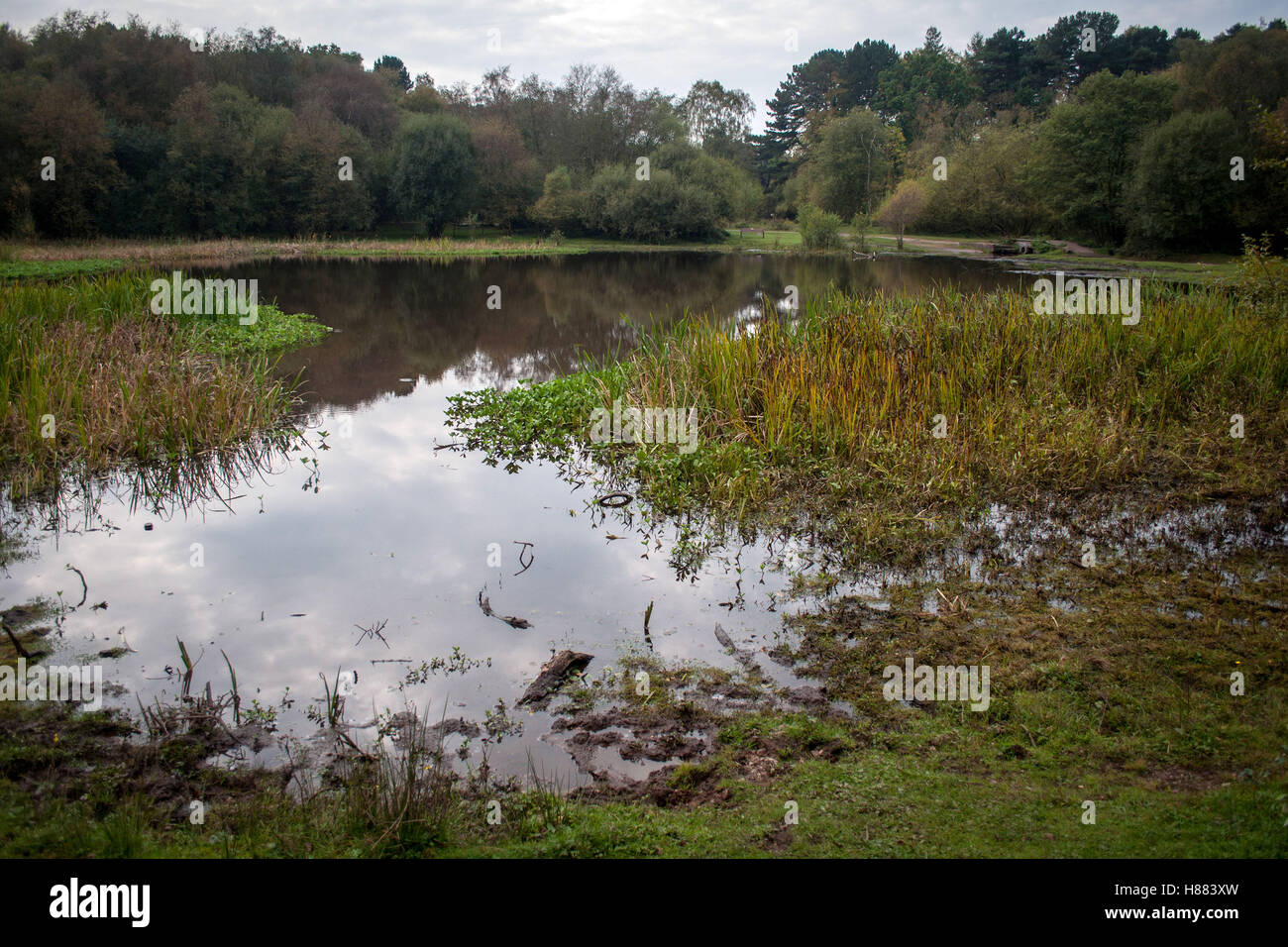 Autumn colours reflected in Little Bracebridge Pool in Sutton Park