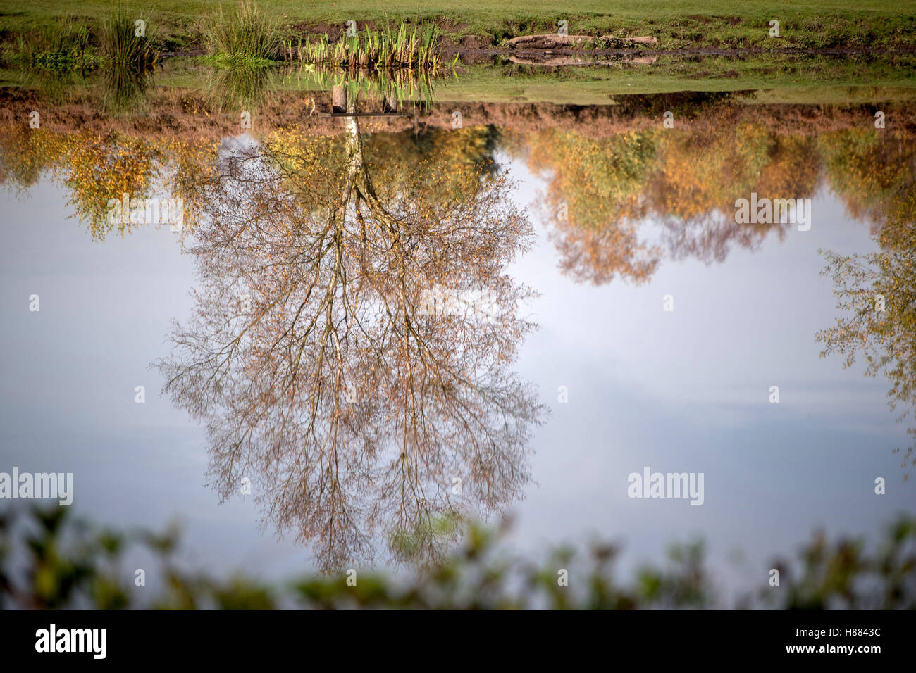 Autumn colours reflected in Little Bracebridge Pool in Sutton Park