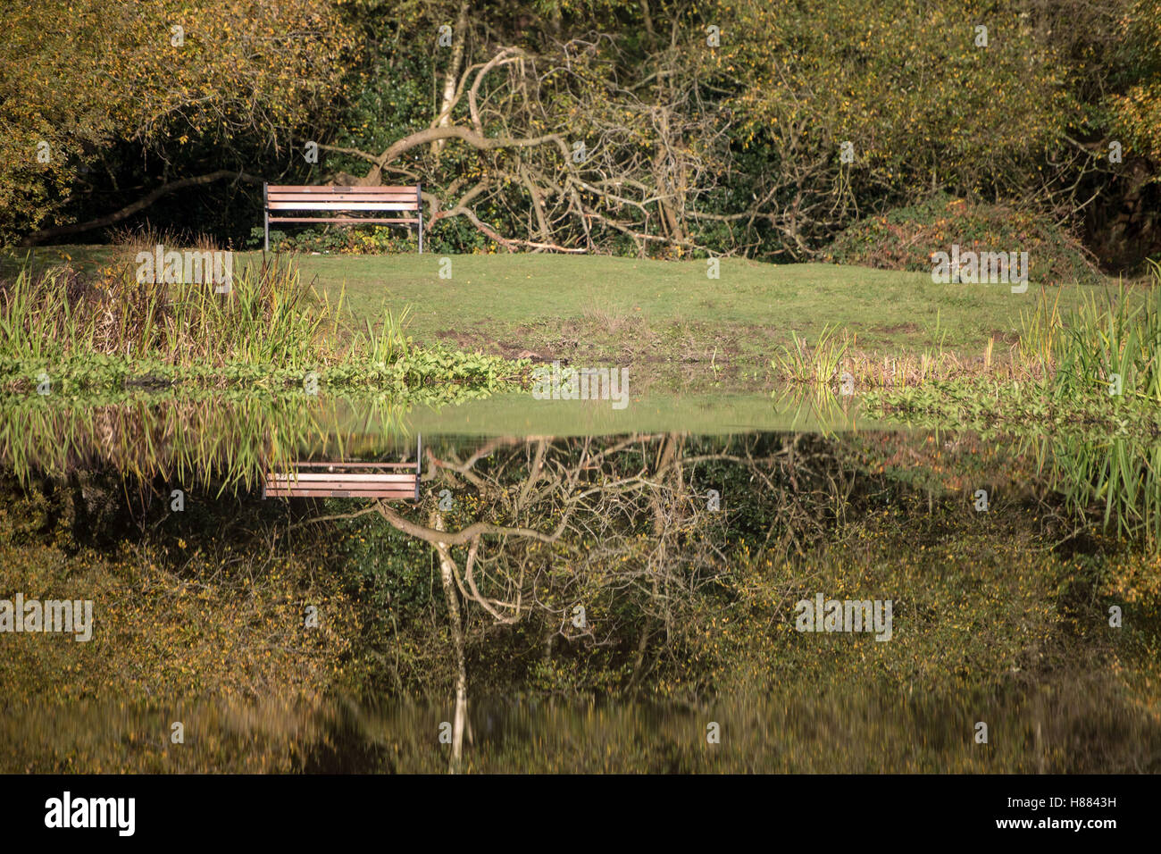Autumn colours reflected in Little Bracebridge Pool in Sutton Park