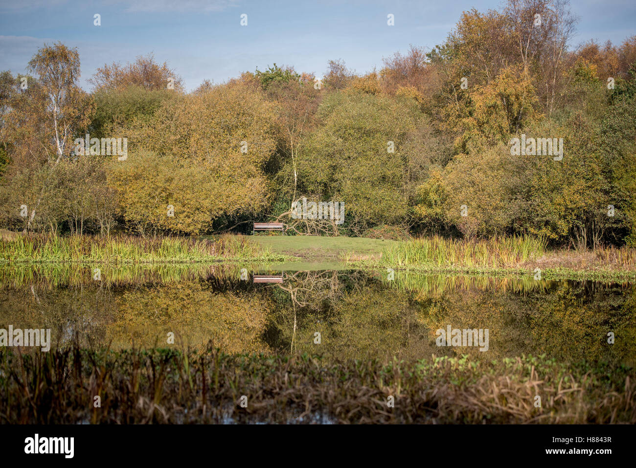 Autumn colours reflected in Little Bracebridge Pool in Sutton Park