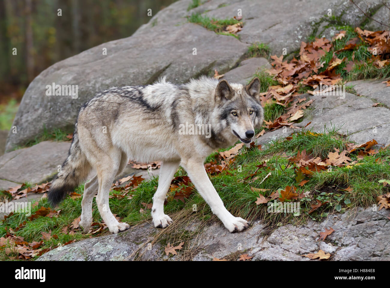 Timber wolf hi-res stock photography and images - Alamy