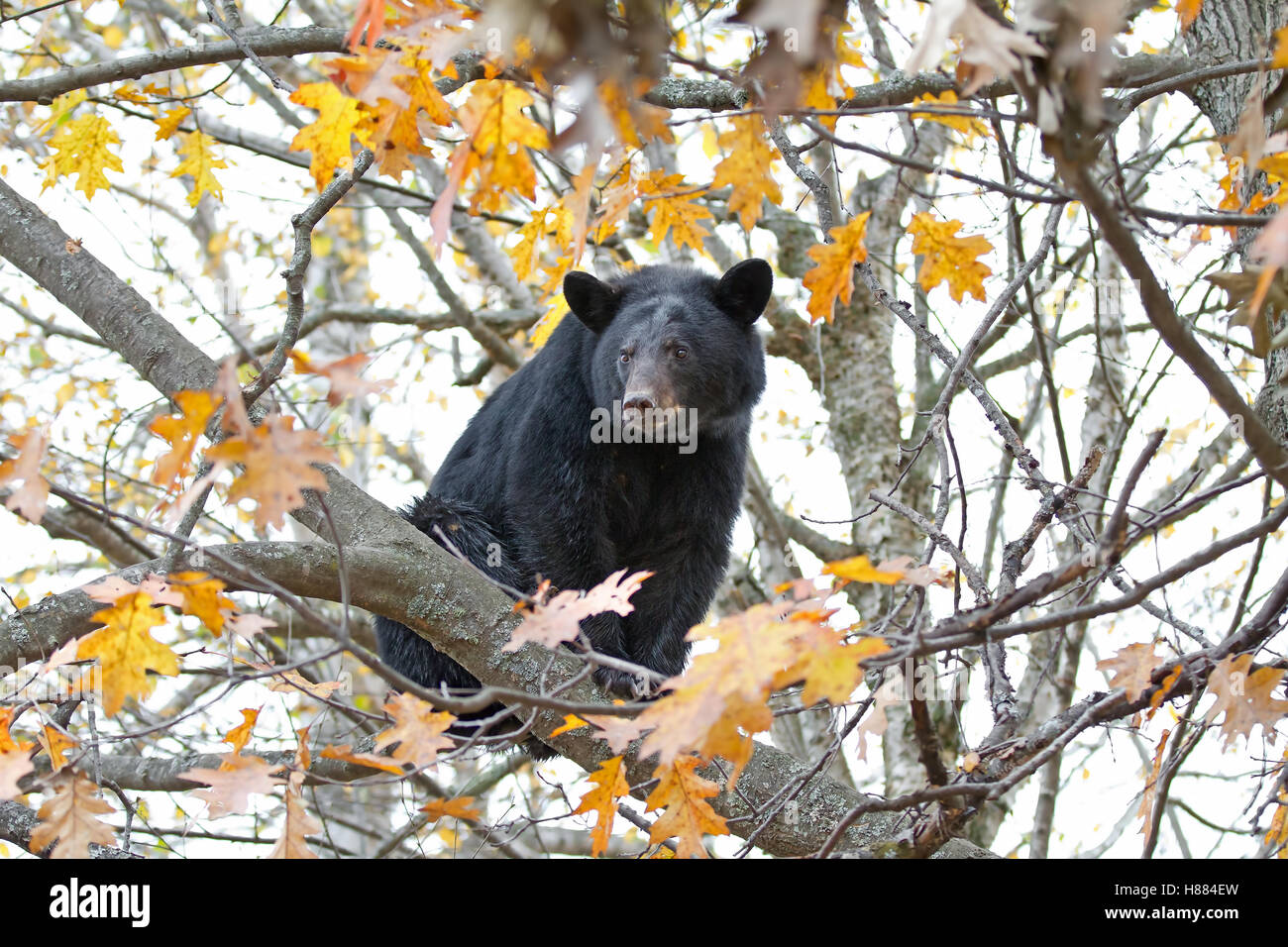 Black bear in a tree in autumn in Canada Stock Photo