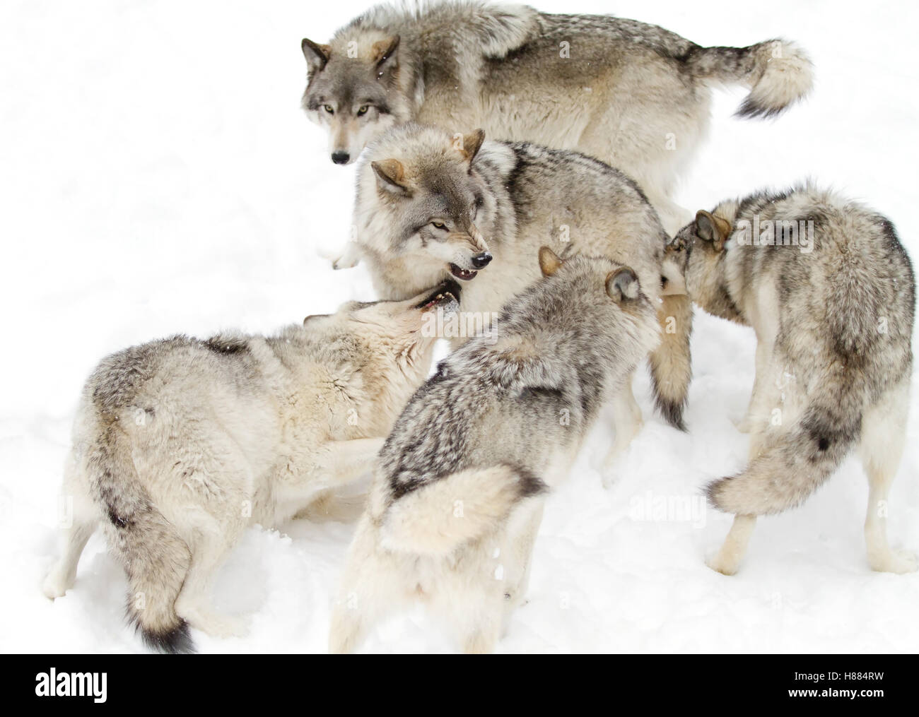 Timber wolf pack or Grey wolf playing in the winter snow in Canada Stock Photo