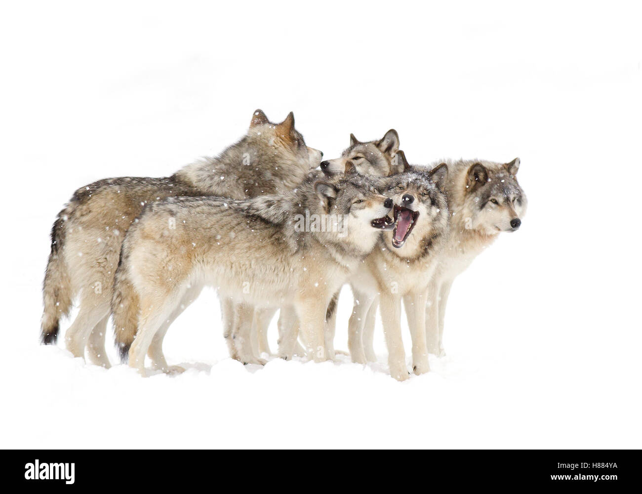 Timber wolf pack or Grey wolf playing in the winter snow in Canada Stock Photo