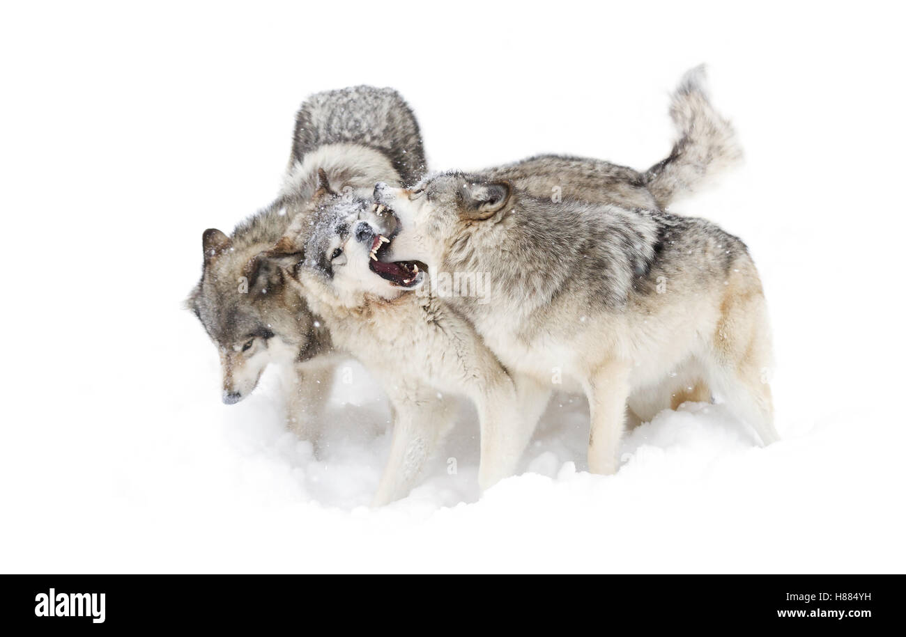 Timber wolf pack or Grey wolf playing in the winter snow in Canada Stock Photo