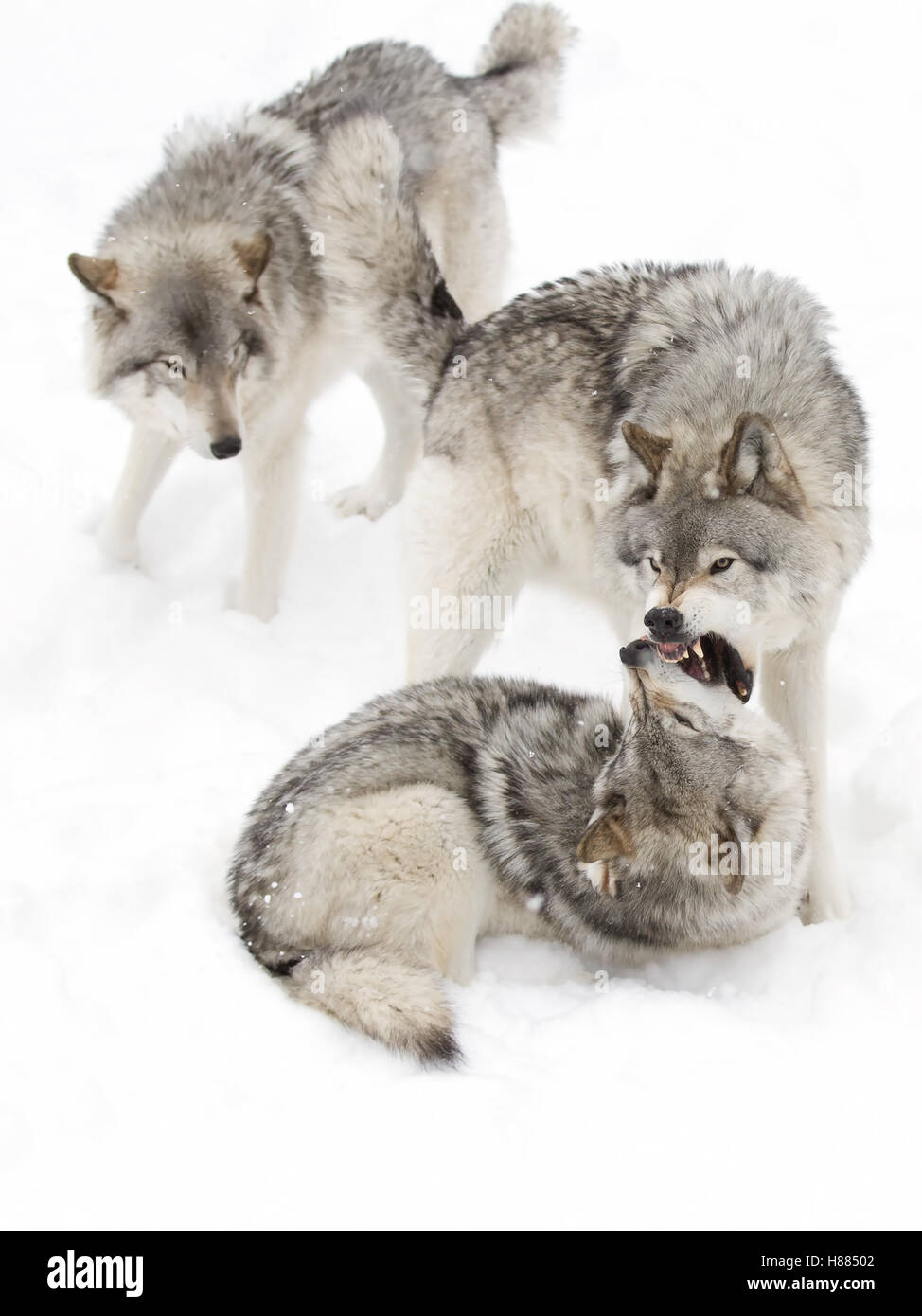 Timber wolf or grey wolf playing in the winter snow in Canada Stock Photo