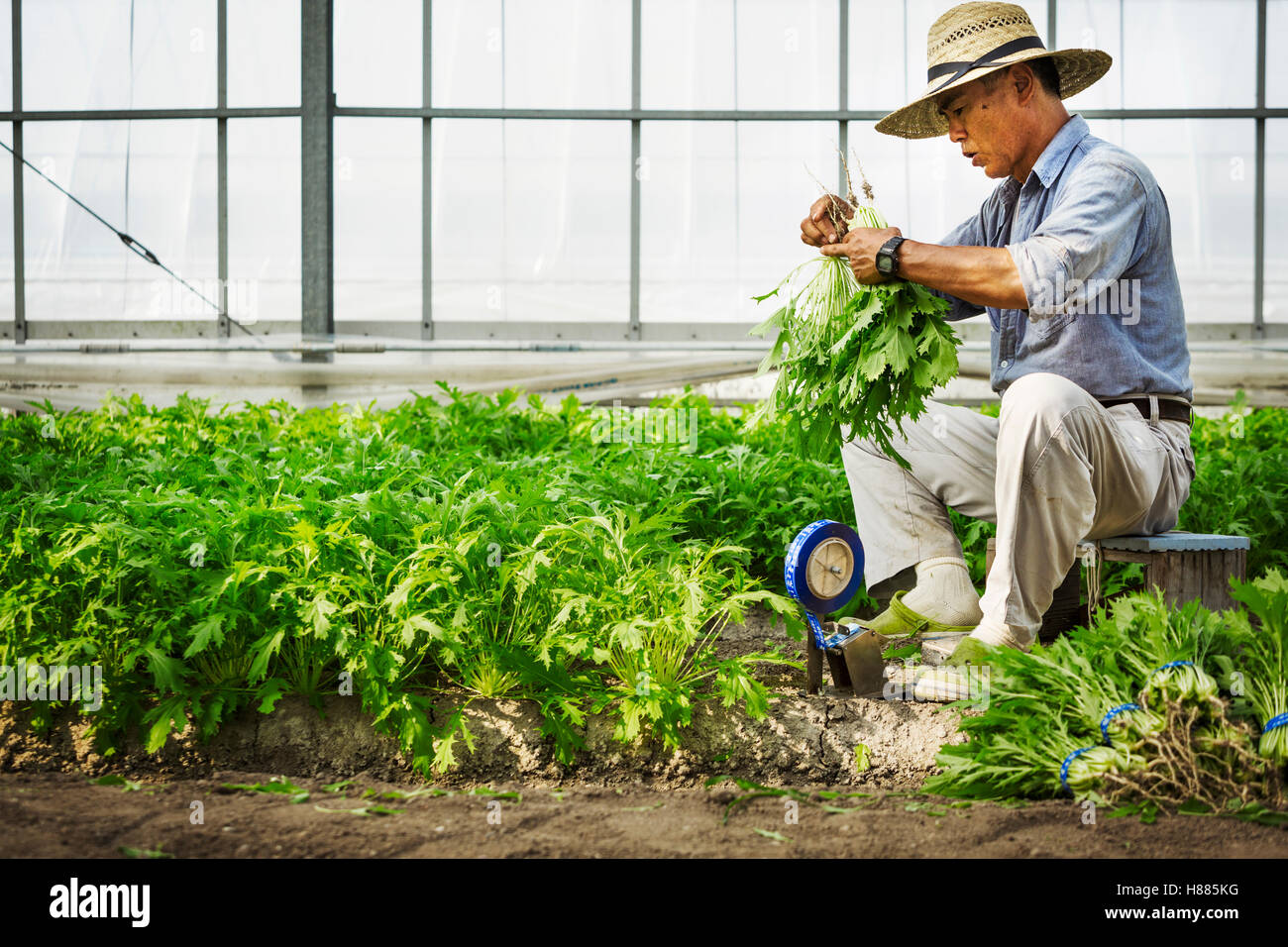A man working in a greenhouse harvesting a commercial crop, the mizuna vegetable plant. Stock Photo