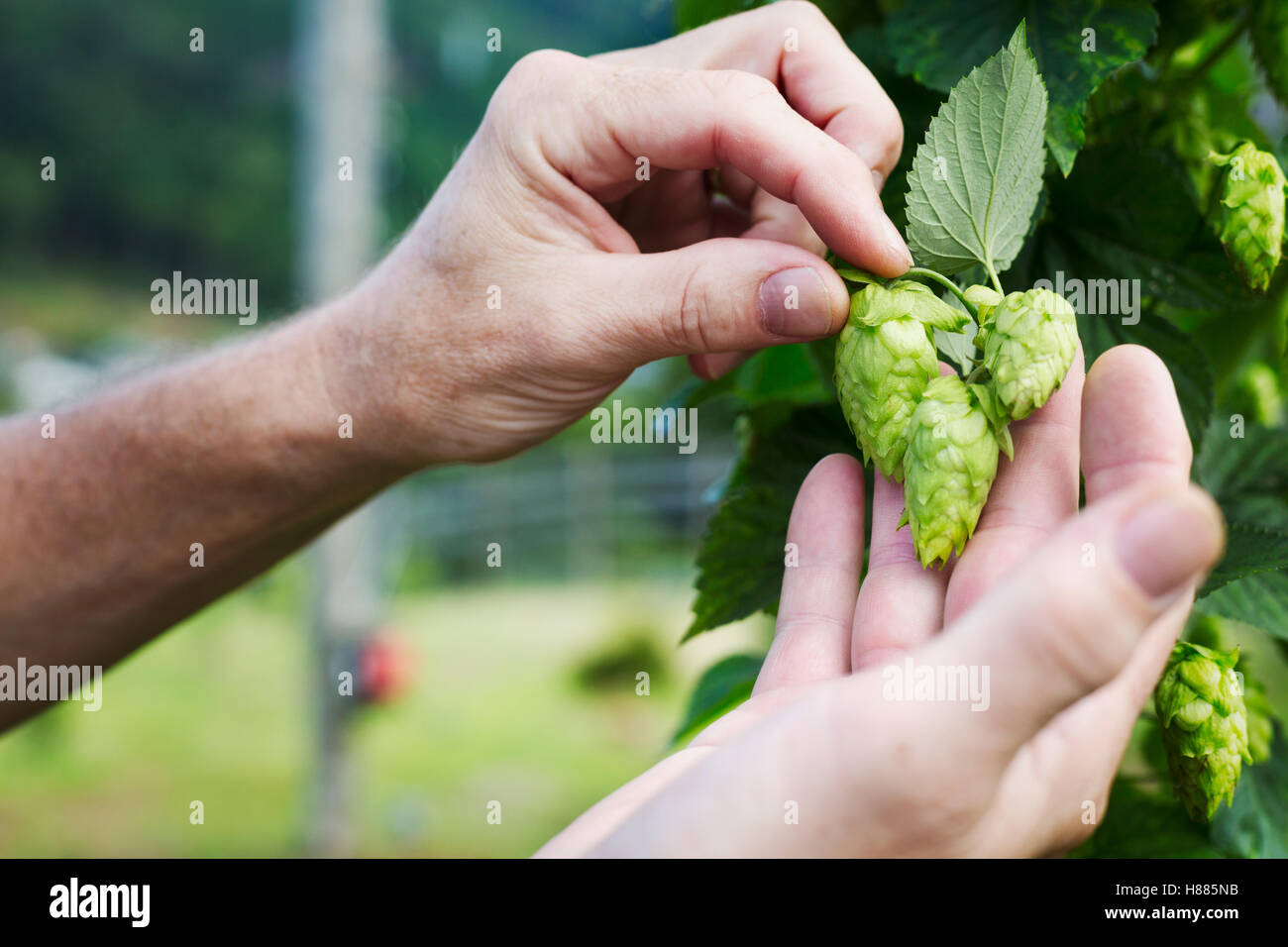 Man standing outdoors, picking hop flowers from a hop vine. The hops harvest. Stock Photo