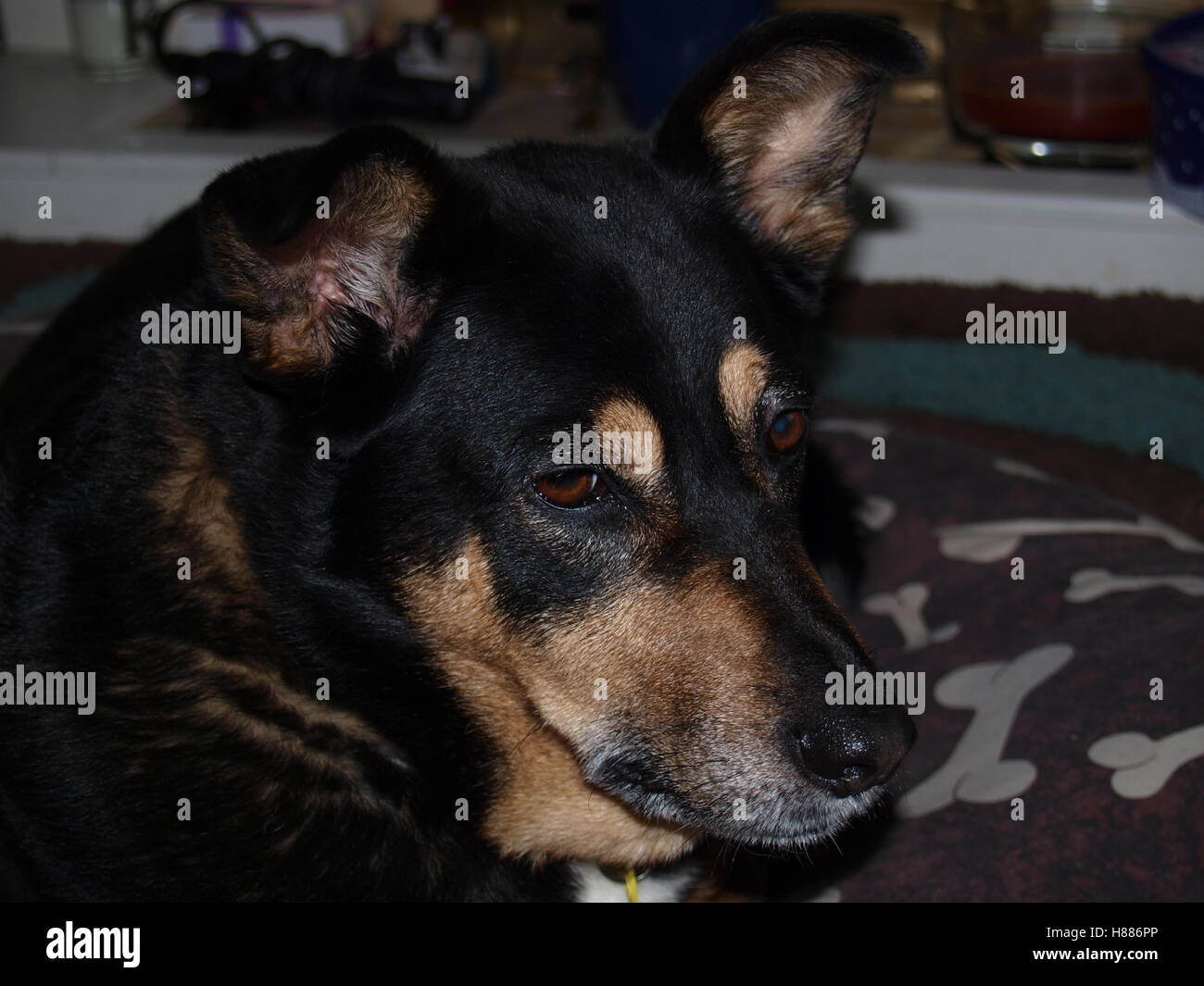 Cross Breed Collie Dog Face Portrait Stock Photo