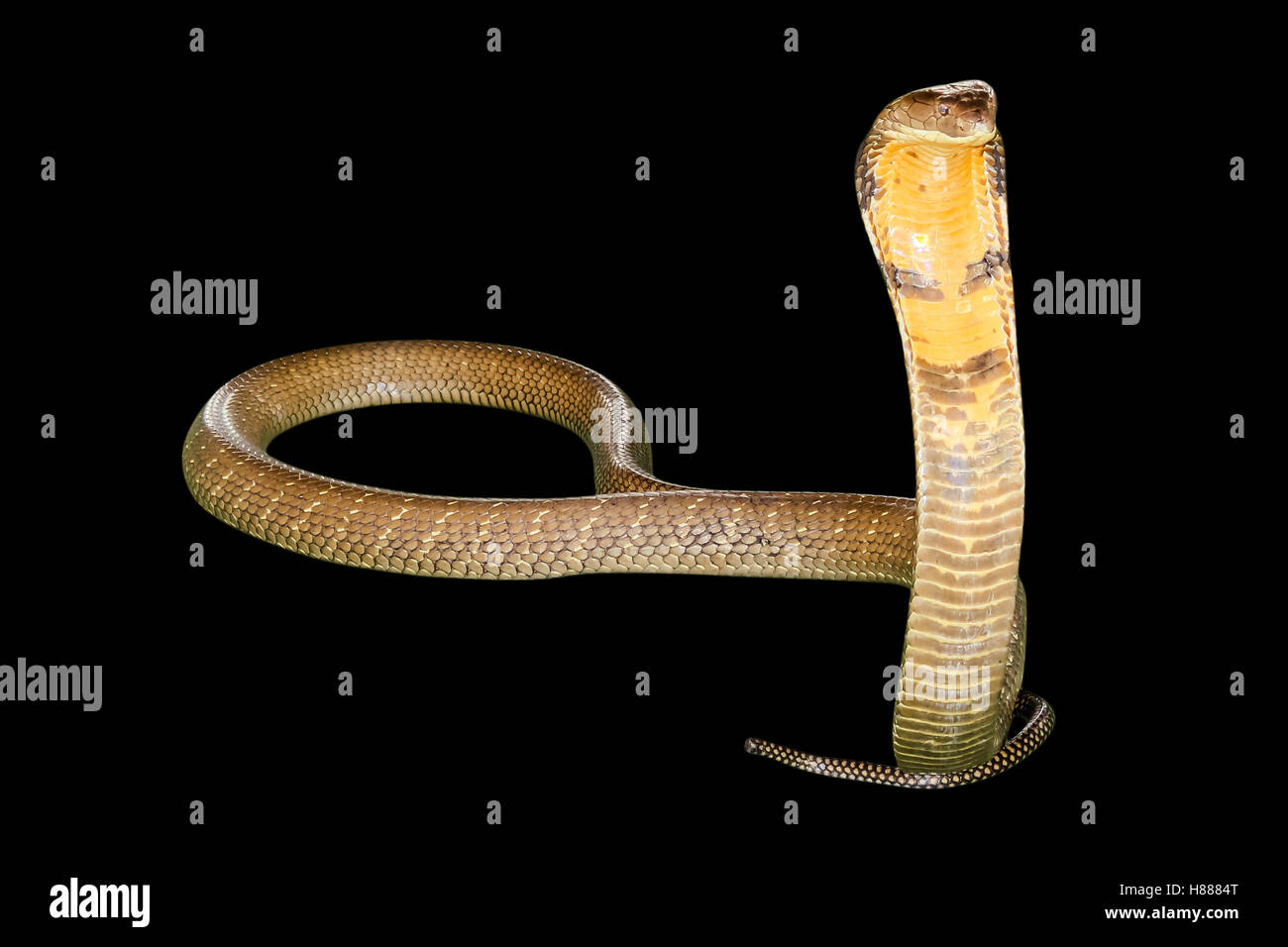 black Cobra Snake Stock Photo