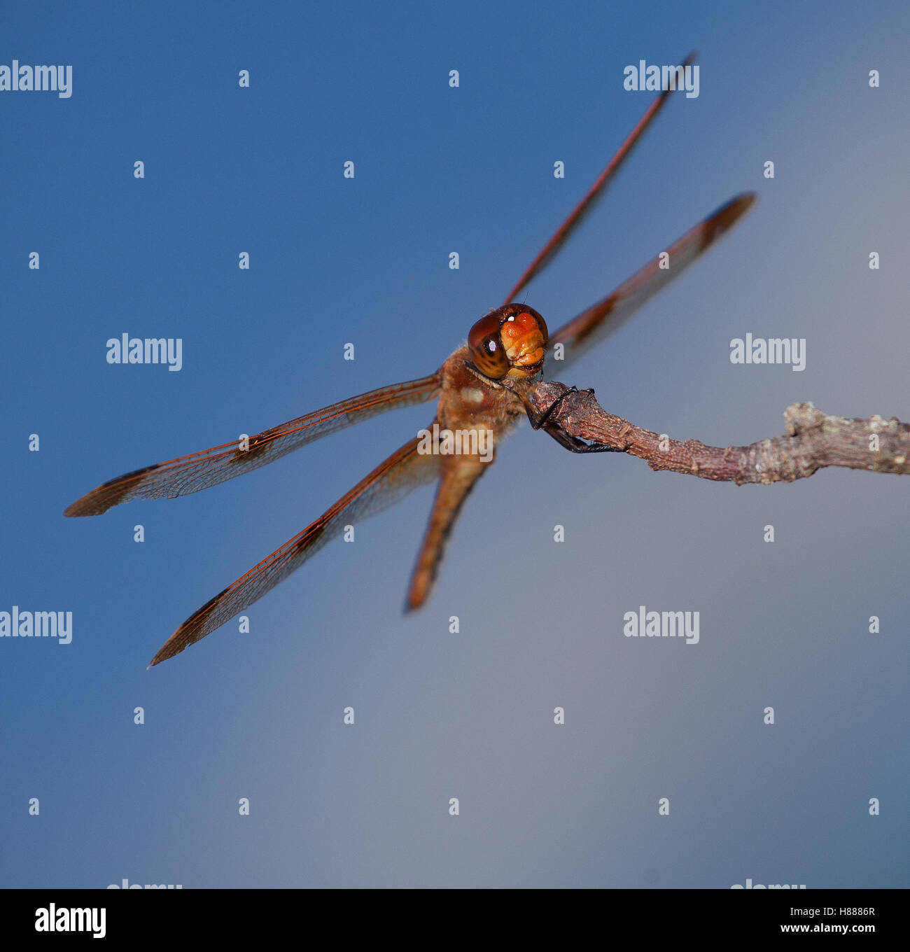 Orange dragonfly with its wings spread on a branch Stock Photo - Alamy