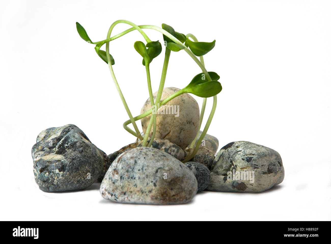 stones and plant on the white background Stock Photo - Alamy