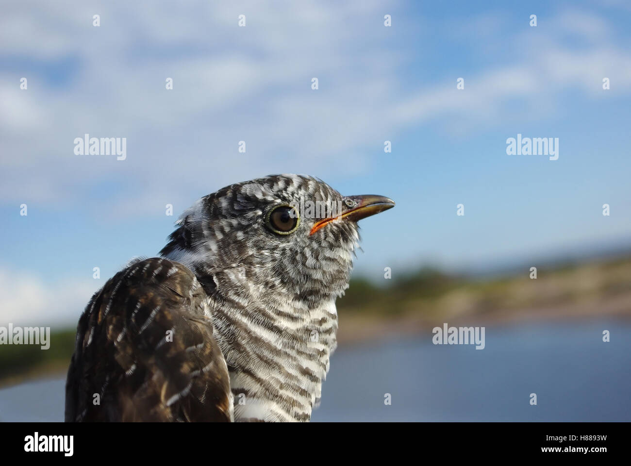Cuckoo  (Cuculus canorus), a portrait close up against the dark blue sky. Stock Photo