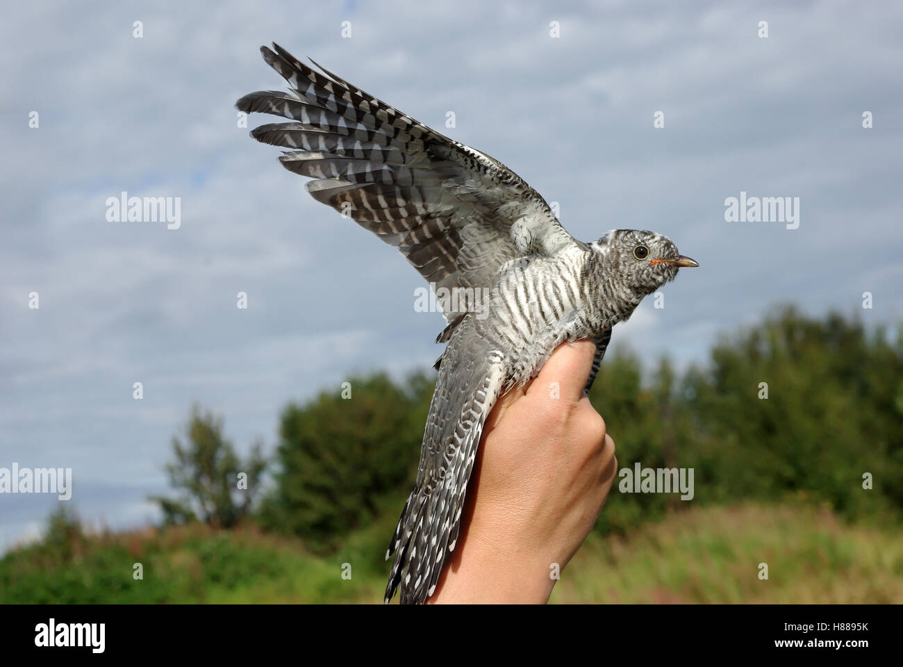 Cuckoo on a hand it is high, against the dark blue sky. Stock Photo
