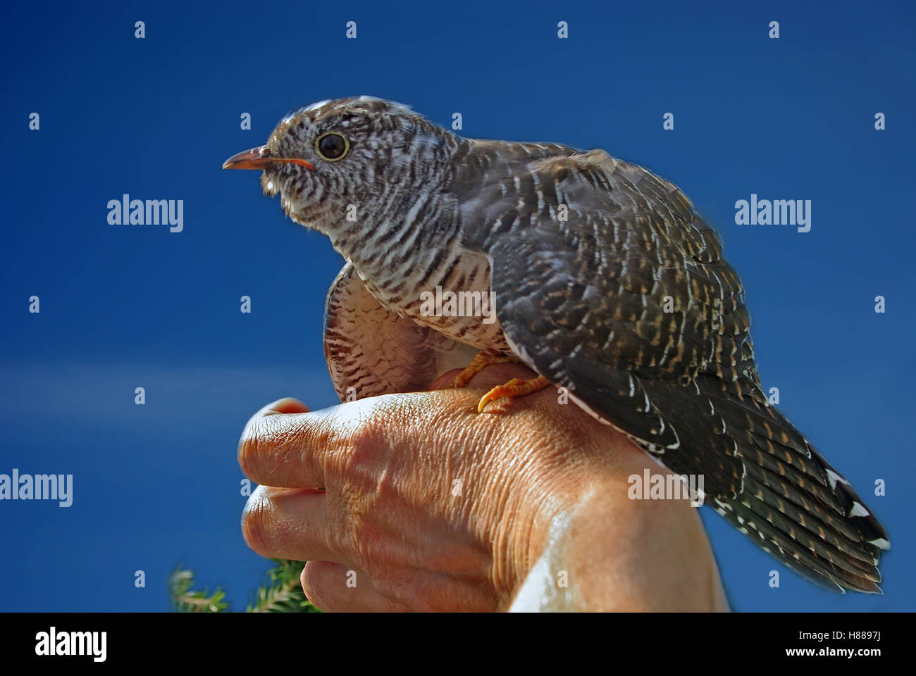 Cuckoo against the dark blue sky on a hand Stock Photo