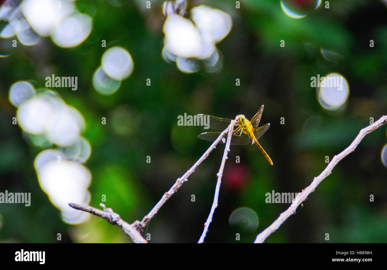 Yellow Dragonfly standing on the border of the garden Stock Photo - Alamy