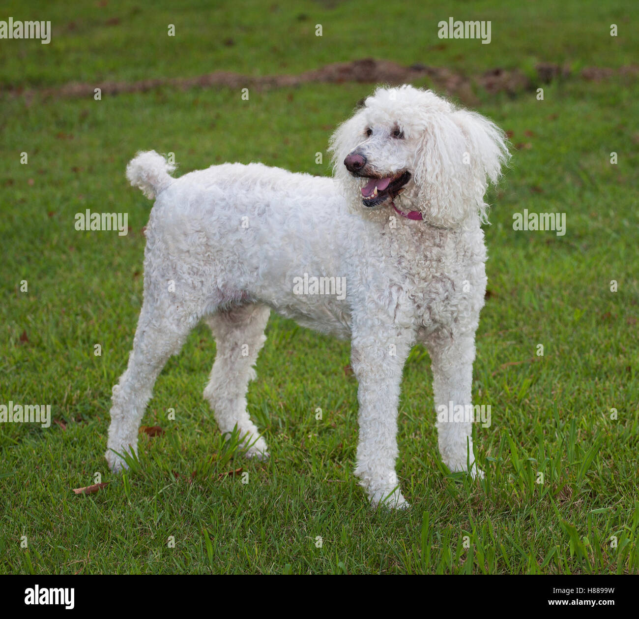 Standard sized white poodle standing on a green lawn Stock Photo - Alamy