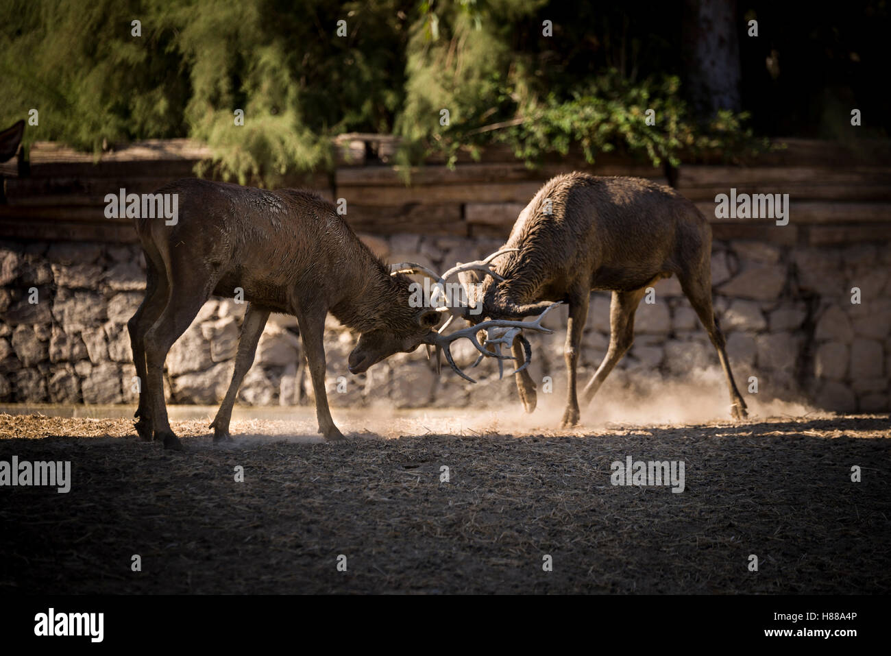 Figthing red deers on a black background with dust. High contrast image. Stock Photo