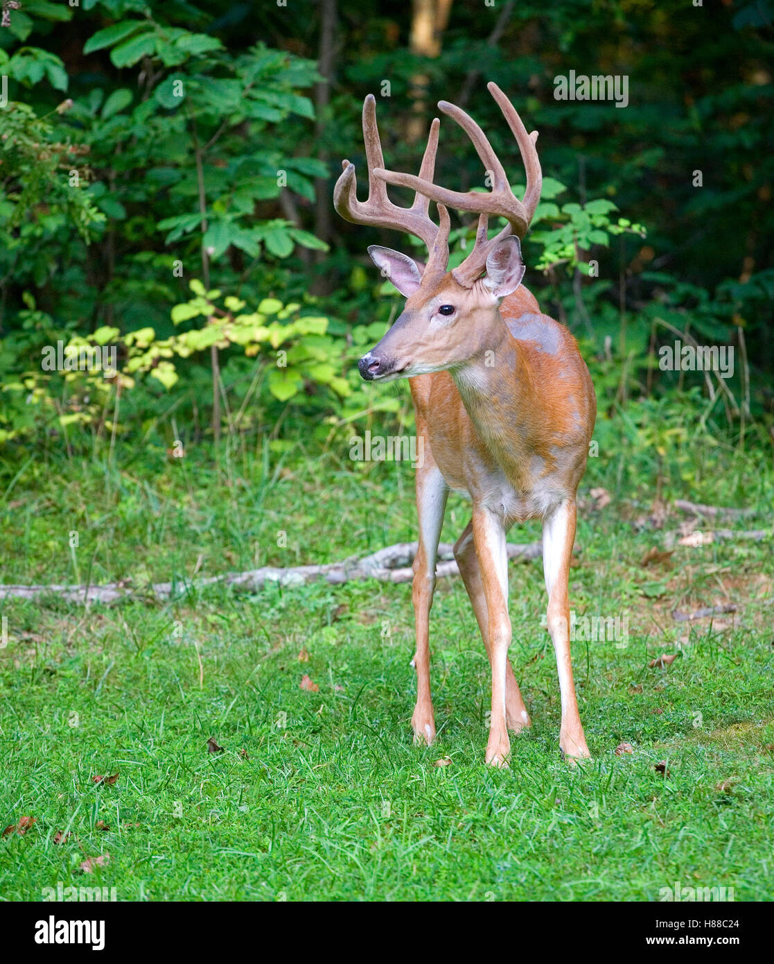 Whitetail buck near a forest with lots of antlers covered in velvet Stock Photo