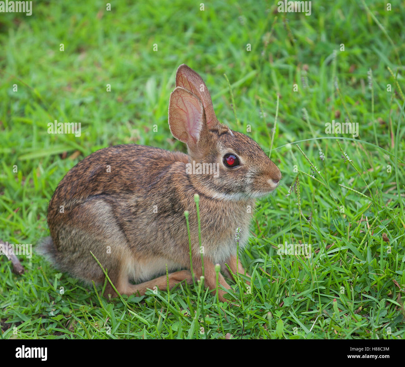 White rabbit pink eyes hires stock photography and images Alamy