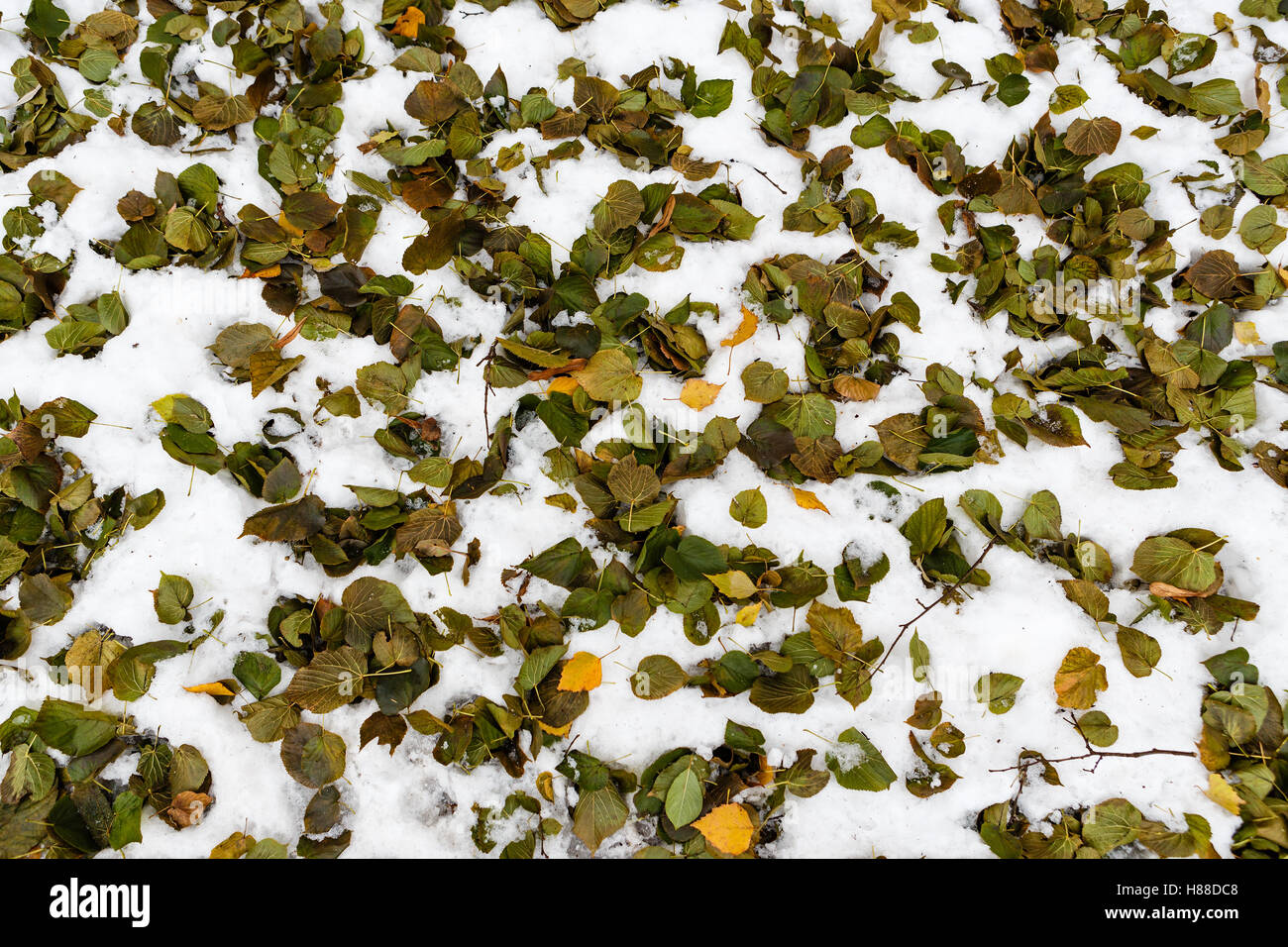 pattern from snow and the fallen down leaves Stock Photo - Alamy