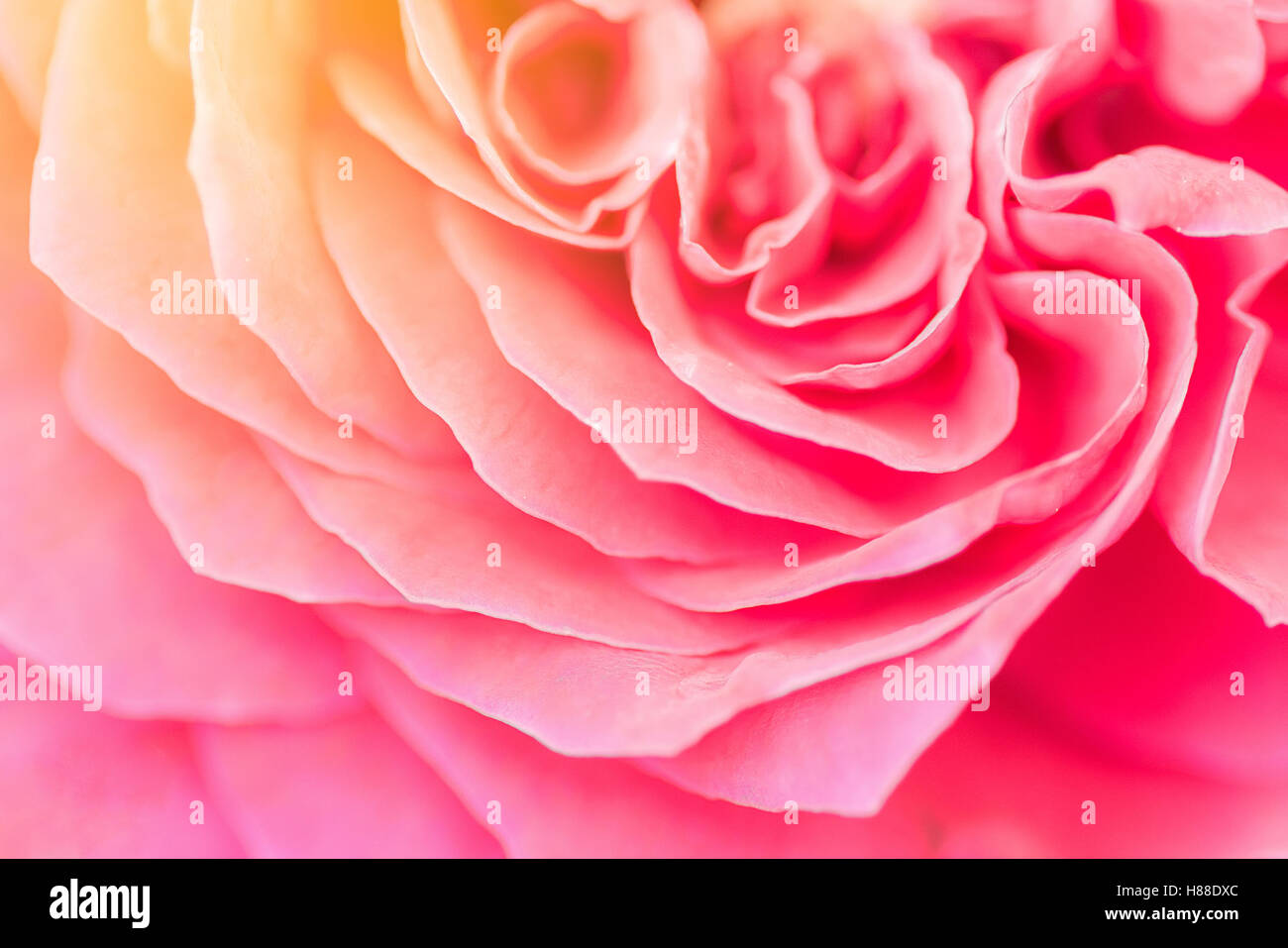 Macro of pink rose petal with sun light effect,vintage style,natural abstract concept,natural abstract backgroud,shallow depth o Stock Photo