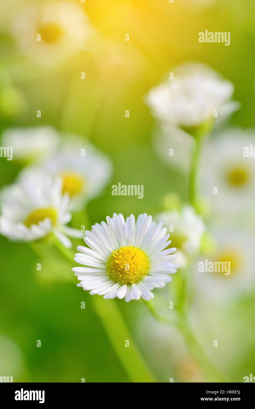 Blur background of flower hi-res stock photography and images - Alamy