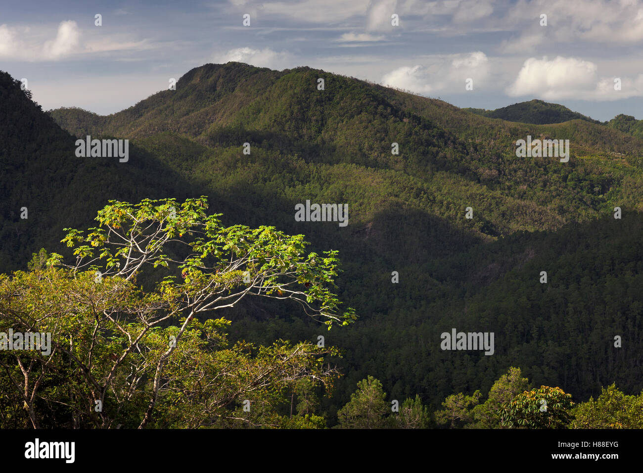 Forested hillsides, Alexander von Humboldt National Park, Cuba Stock Photo