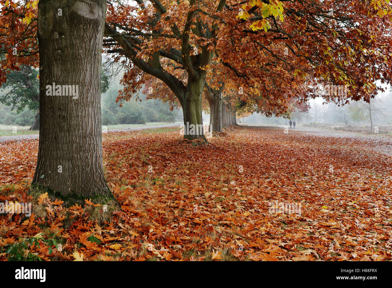 Golden autumn colours hi-res stock photography and images - Alamy