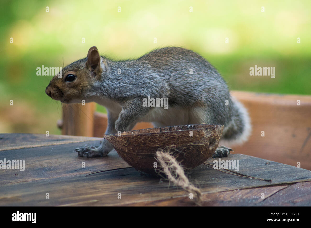Grey squirrel in autumn feeding on coconut in a garden in Wales Stock Photo