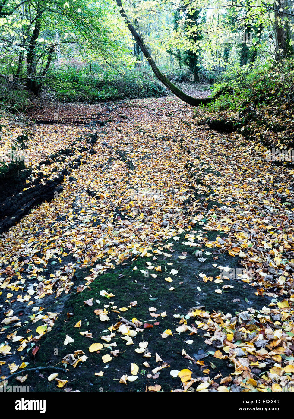 Autumn Leaves on the Dry Riverbed of the River Skell in Chinese Wood near Studley Royal Ripon Yorkshire England Stock Photo