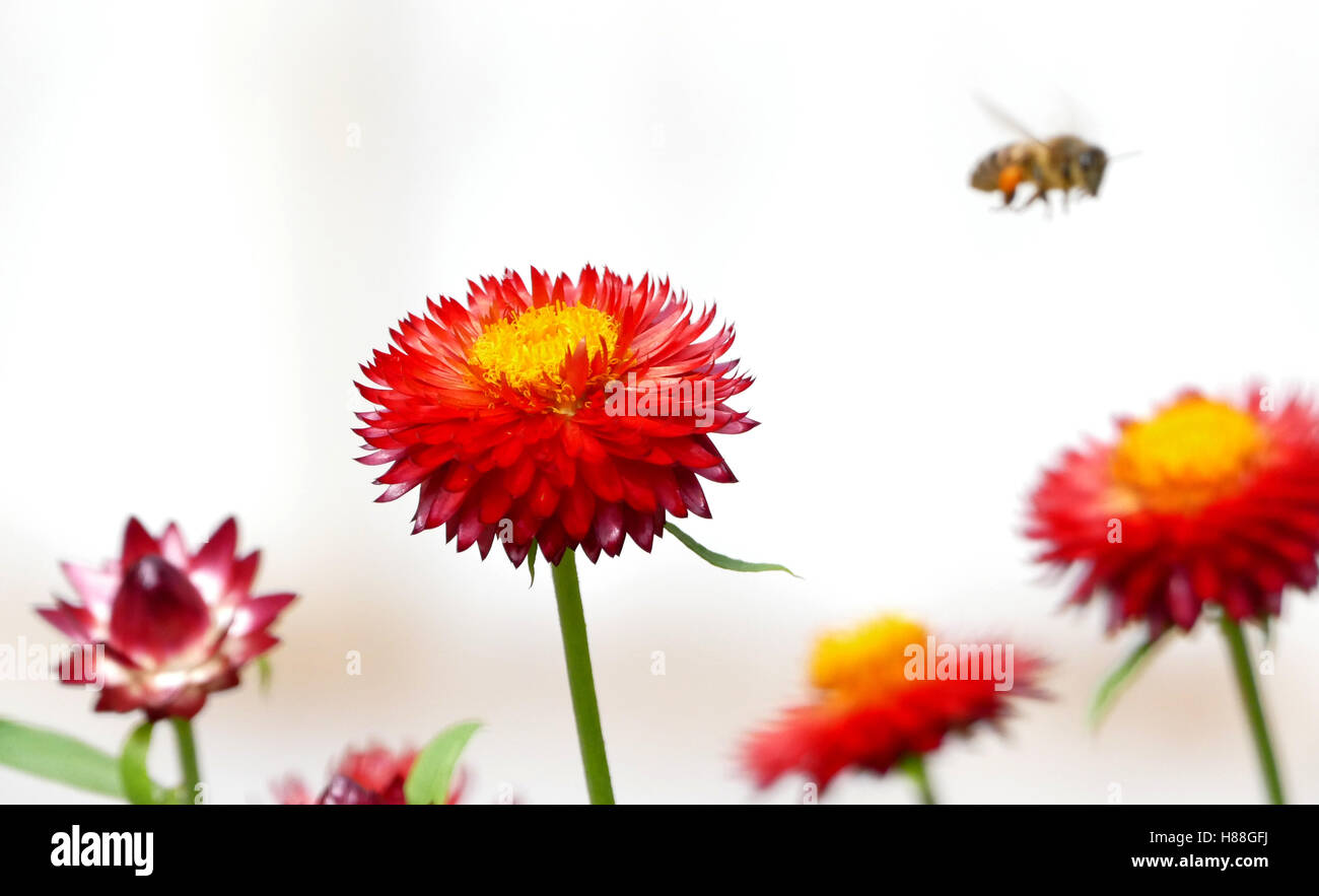 Bee making sweet honey macro hi-res stock photography and images - Alamy