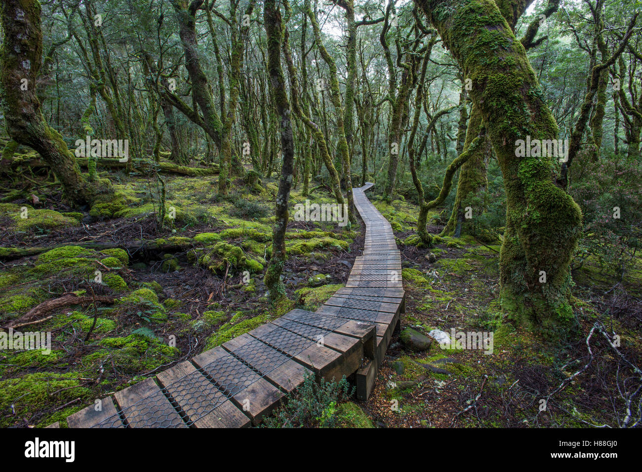 Wooden path winding through rainforest, Cradle Mountain-Lake Saint ...