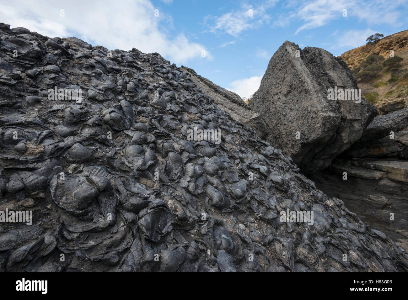 Black fossils, Fossil Cliffs, Maria Island National Park, Tasmania