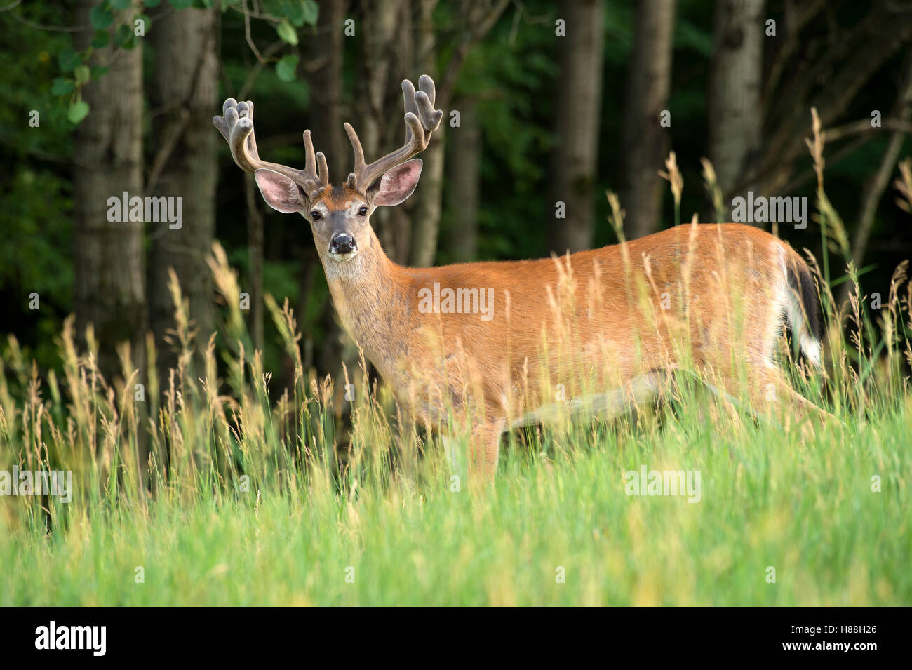 Whitetailed Deer (Odocoileus virginianus) buck in velvet, North