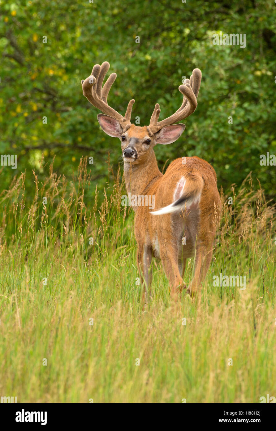Whitetailed Deer (Odocoileus virginianus) buck in velvet, North America Stock Photo Alamy