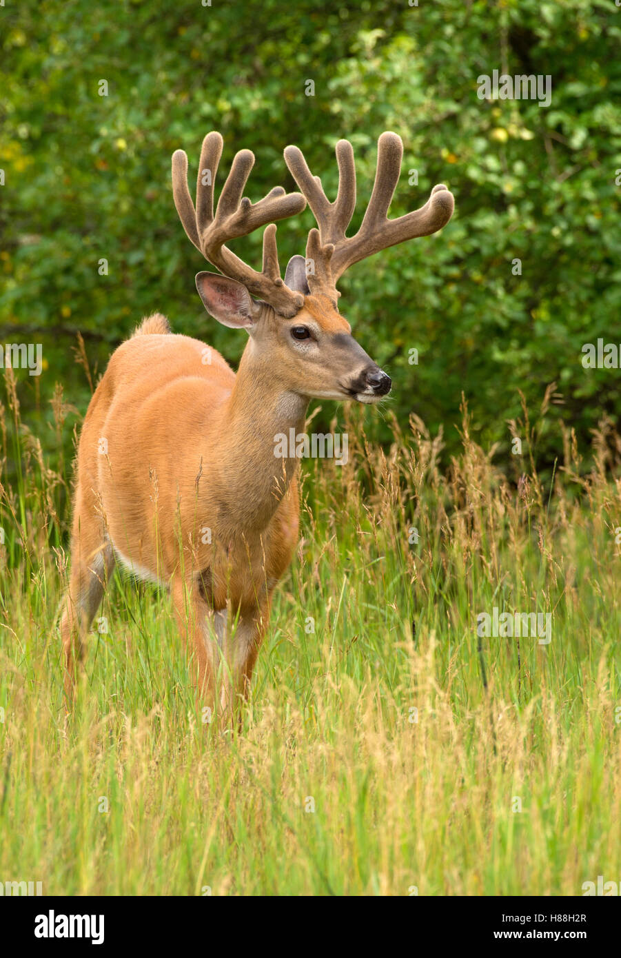 Whitetailed Deer (Odocoileus virginianus) buck in velvet, North